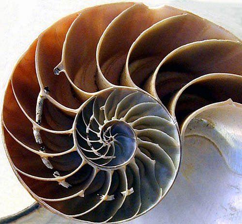 nautilus shell