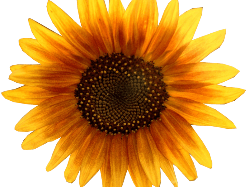 The City of Gardanne